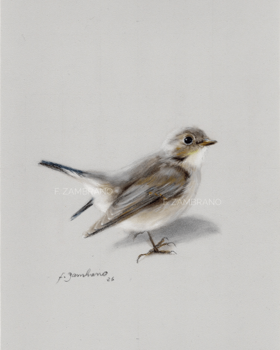 Gærdesmutte (Eurasian Wren), Nordic Bird in Soft Pastel - Pastelli - Realism - 18×21 cm taiteilija F Zambrano