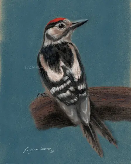 Nordic Woodpecker in Pastel - Pastelli taiteilija F Zambrano