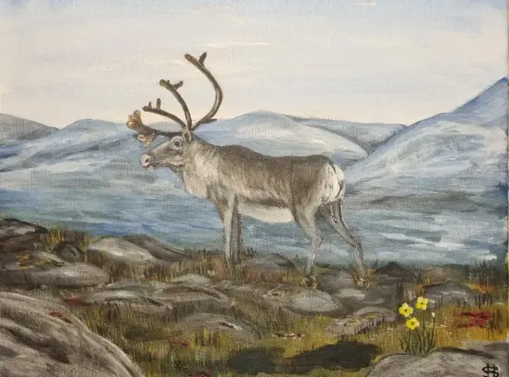 Ren i Fjällandskap